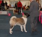 show Dortmund 15. - 17.10.2010