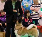 Crufts 2011