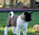 Whisky 6 weeks