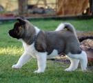 whisky 6 weeks