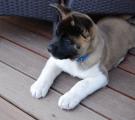 Whisky 10 weeks