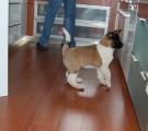 Whisky 10 weeks