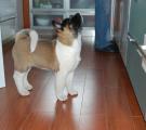 Whisky 10 weeks