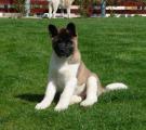 Whisky 10 weeks