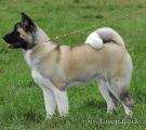 Sherry - club show 5 months
