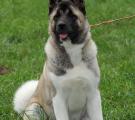 Sherry - club show 5 months