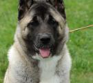 Sherry - club show 5 months