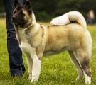 Sherry - club show 5 months