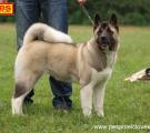 Sherry - club show 5 months
