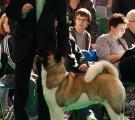Whisky_Crufts1.jpg