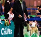 Whisky_Crufts2010