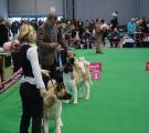 CACIB show Ceske Budejovice