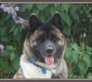 brandy 12 month