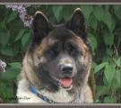 brandy  12 month