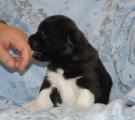 girl 1 2 weeks