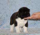 boy 4 weeks