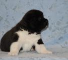 boy 4 weeks