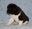 boy 4 weeks