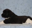 boy 4 weeks
