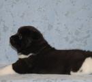 boy 4 weeks