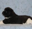 boy 4 weeks