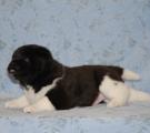 boy 4 weeks