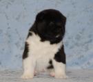 boy 4 weeks