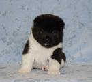 boy 4 weeks