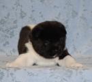 4 weeks