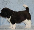 4 weeks
