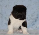 4 weeks
