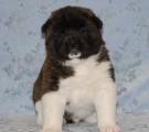 4 weeks