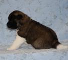 4 weeks