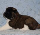 4 weeks