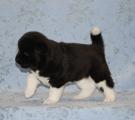 4 weeks