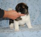 girl  4 weeks