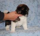 girl  4 weeks