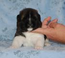 girl 2 weeks