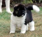 h1a.jpg